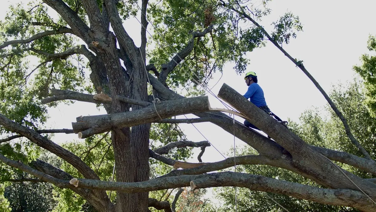 Professional Hazardous Tree Removal performed by certified arborists in Rowe